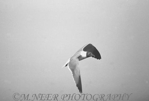 Laughing Gull in Flight - Image of a Laughing Gull in flight