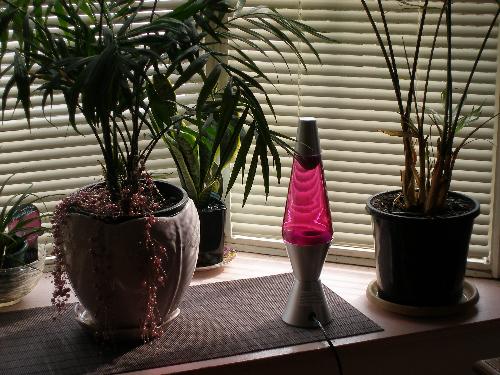 My Lava lamp - My red lava lamp My Lava lamp - My red lava lamp