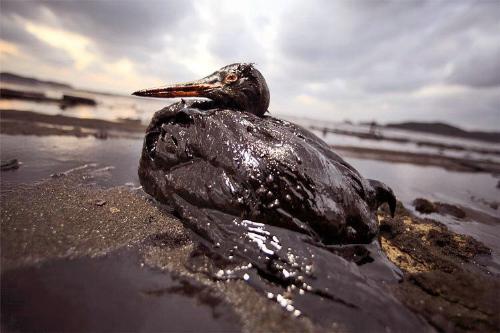 oil pollution - Take a look at this photograph and you can imagine the consequences of oil pollution on aquatic life and the environment.