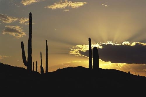 Shaft in th e Desert - sunlight, natural, nobody, travel, view, scenery, 'copy space', outside, cacti, dusck, clouds, rays, shafts, aquaro, beauty, sunset, outdoors, 'Sonoran Desert', scenicm tourism, nature, silouettes, landscape.