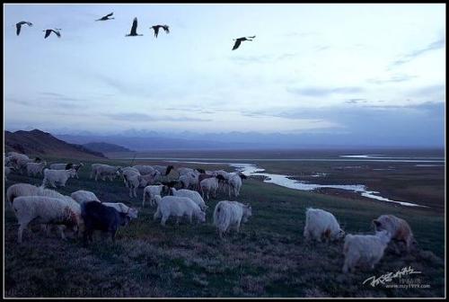 grassland Xinjiang - A beautiful Xinjiang grassland.
