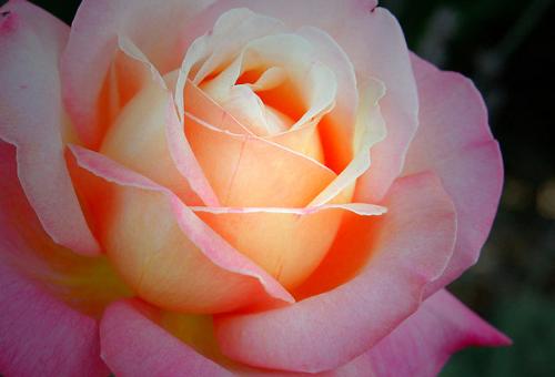 Flowers - Pink and lovely