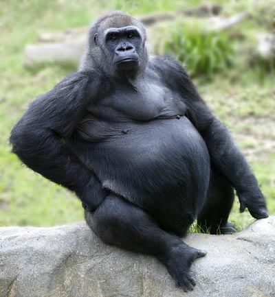 monkey - a fat gorilla sitting outside with his hand on his hip