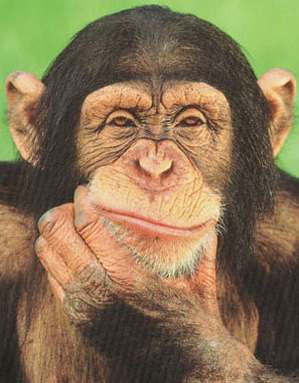 monkey - a chimpanzee thinking. very skeptic.