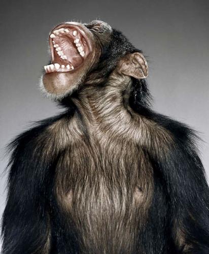 minkey - a hairy chimpanzee with its head turned yelling, mouth wide open.