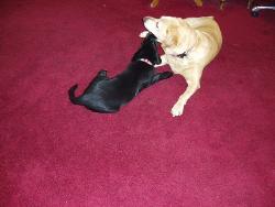 Labrador Friends - Even your pets are your friends.
