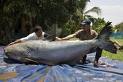 pangasius - booming business in the next 2 years