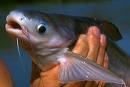 pangasius - booming business in the next 2 years