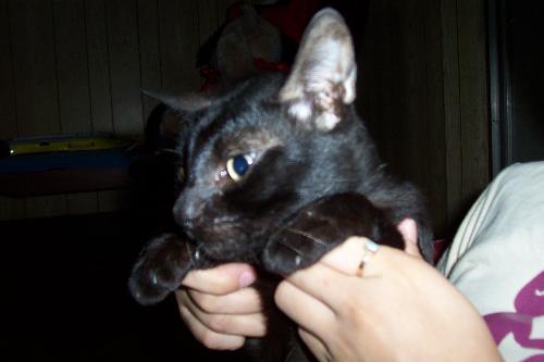 eric - cat