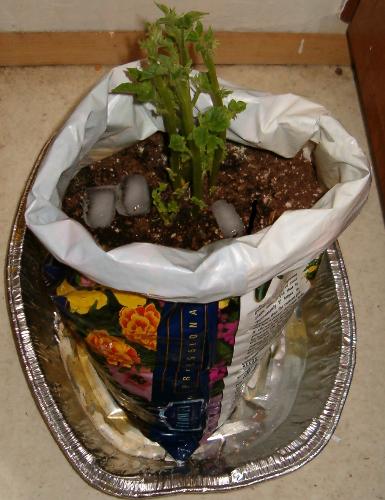 Apartment Potato Plant - Potato plant growing in a bag with holes cut in it for drainage and an old aluminum pan to catch the water.
