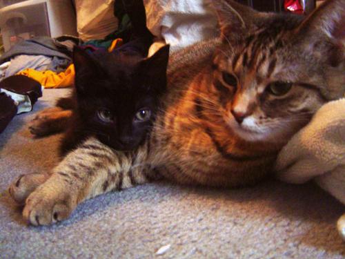 My kitties! - aww