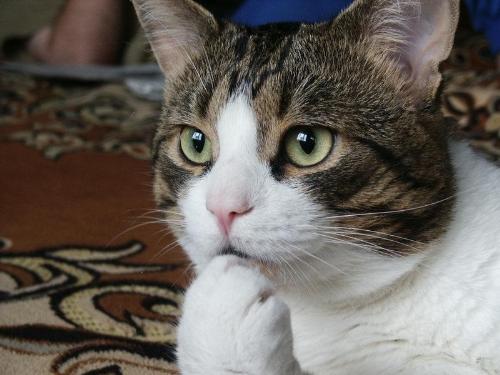 Thoughtful cat. - Cat looking thoughtful.
