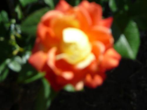 Rose - Name of Rose is Judy Gaeland