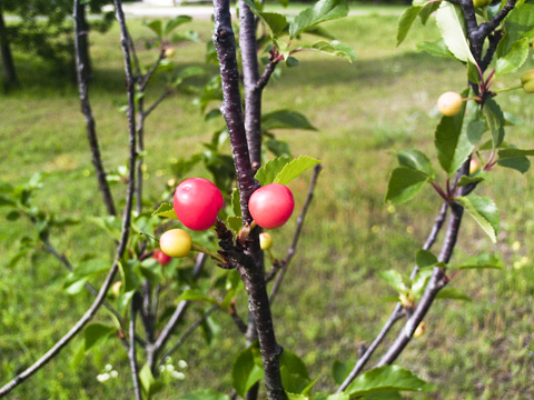 First cherries of the year - Yummy! They are almost ready for picking!