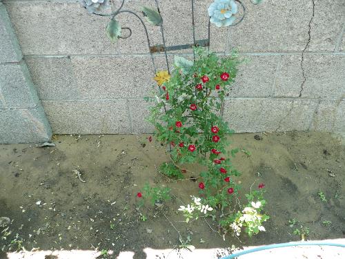 TEa roses - TEsa roses that think they are climing roses