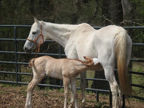 Foal Nursing - This is a new foal nursing.
