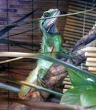 Diego (Yexalen's Chinese Water Dragon) - Diego Male Chinese Water Dragon owned by Yexalen
