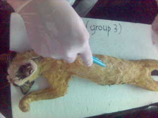 how to dissect a cat - on our anatomy and physiology class where we had to dissect a cat. gross. i remember it still so vividly, the fumes coming from the dead feline. disgusting!