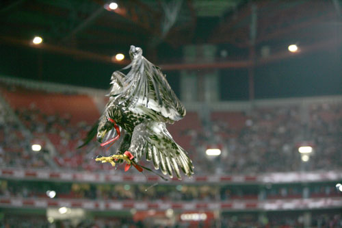 Our eagle mascot Victória (Victory) - At the beginning of our football games, our eagle mascot Victória flies from the stands to the Benfica´s badge on the field.