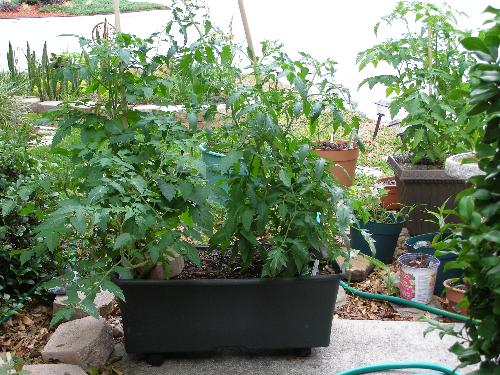 tomato plants - Here is one set of tomato plants.