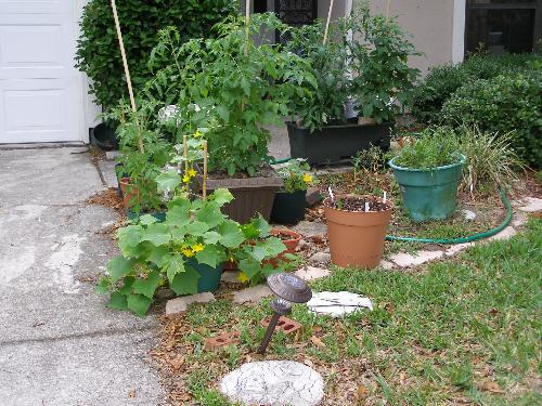 container garden - tomatoes,squash,cucumbers,peppers,straberries,blueberries,