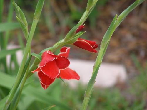 glads - My gladiolas are blooming