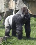 gorilla -  a nice little piccy of a gorilla:)