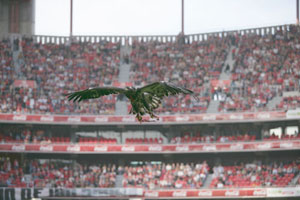 Eagle Victory - Benfica mascot eagle Victory flying