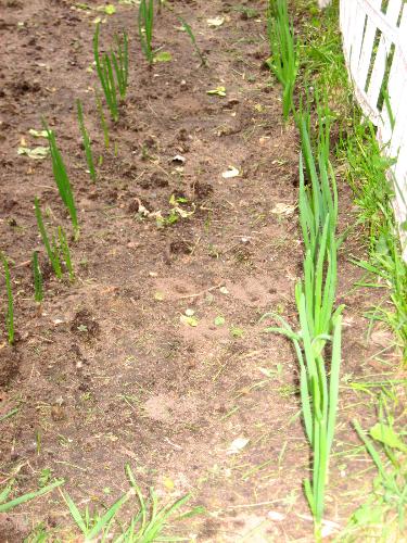 Various Onions - My green and yellow onions will be ready in about a week or two for salads etc Various Onions - My green and yellow onions will be ready in about a week or two for salads etc