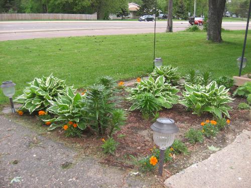 Corner Plot - This sits alongside my driveway next to my front decks stairs Corner Plot - This sits alongside my driveway next to my front decks stairs