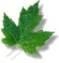 leaf - a leaf logo