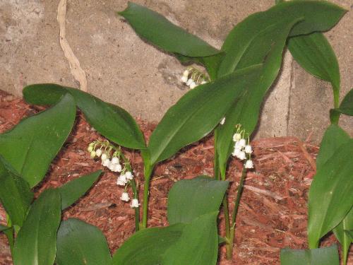 Lily Of The Valley - Finally got the bells ringing nicely