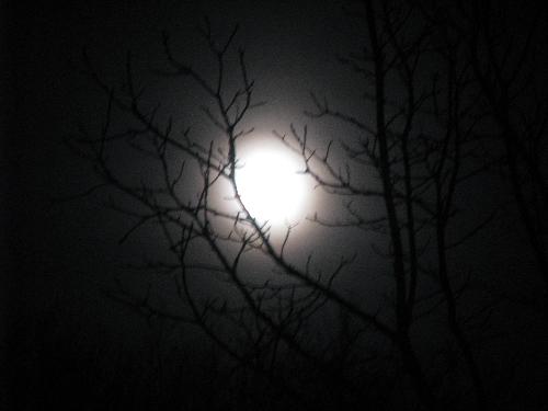 Photo of full moon  - This photo was taken of the moon in our back yard one evening when we were sitting around an open fire. As I sat gazing at it I wished I could fly to the moon and see how magnificent Earth might look from that vantage point. Yes, I'd love to visit the moon and this photo reminded me of that.