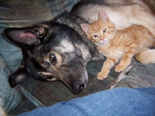 Cherokee and Tigger Big/Little Friends - This photo was taken of Cherokee our Shepherd/Husky male dog of about 8 years of age with Tigger one of our five cats when he was a kitty. After living with 5 cats for the past two years Cherokee acts more like a cat than a dog and is a really big wuss!