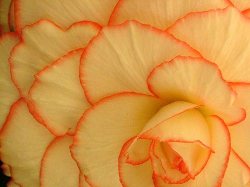 saffron - Saffron is a true color of life signifies new,prosper and happy life