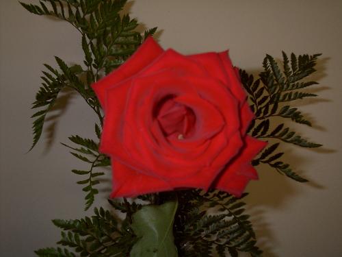 Red Rose - Red Rose - Rose of Love