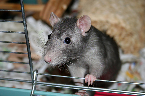 Sumetra - My Russian blue fancy rat, Sumetra.