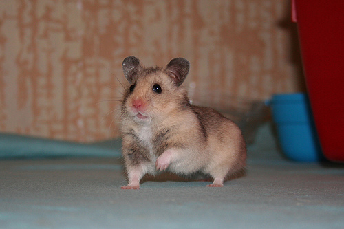 Pippin on the prowl - My Syrian hamster, Pippin.