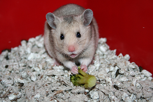 Oh, thank you! I like this broccoli stuff! - My Syrian hamster, Pippin, enjoying her first taste of broccoli.