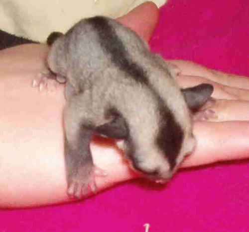 New baby boy sugar glider - Baby boy sugar glider joey about 5 days out of pouch. Taken 5/26/08