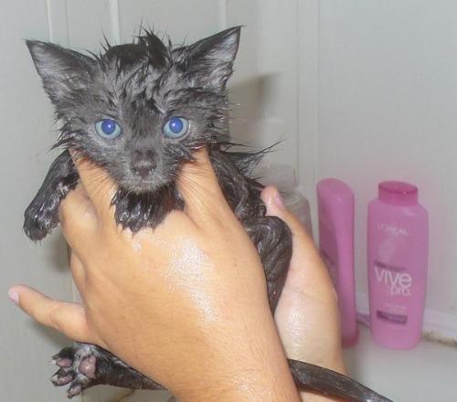 Kitten taking a bath  - Here is a pic of my little babyluv taking his first bath .