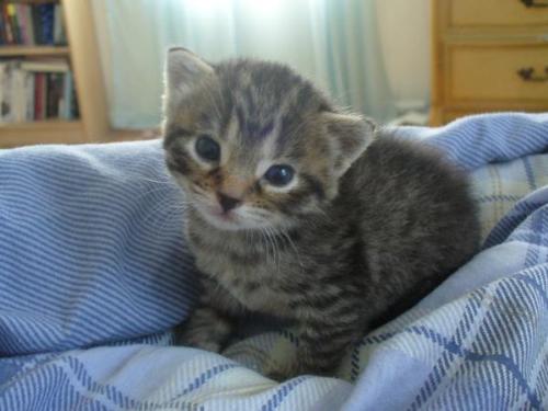 4 week old kitten learning to walk  - my babyluv sassy .