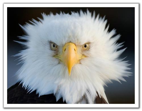 eagle - american eagle