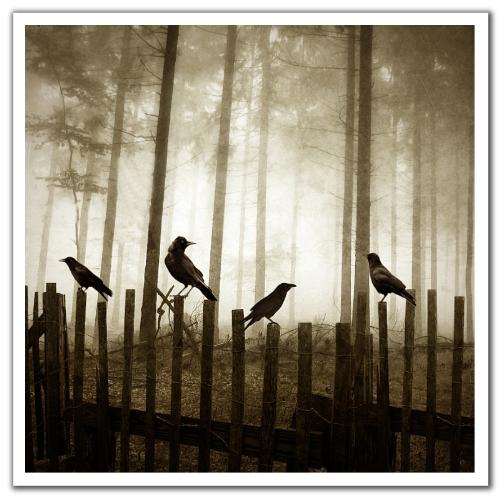 woods - at the edge of the woods