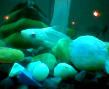 fish in aquarium - here you can see a fish in aquarium-i have always been fascinated with beautiful aquariums have different types of fishes.