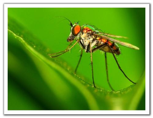 fly - baby