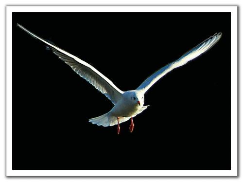 flying - again