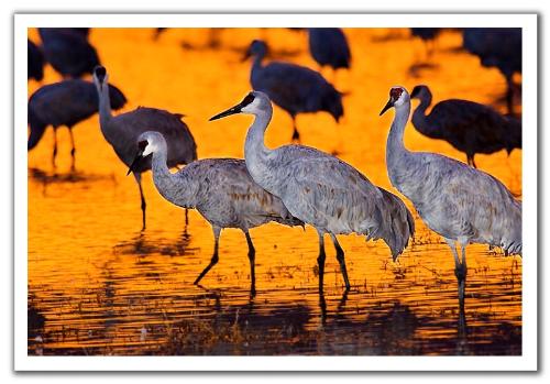 golden - pond