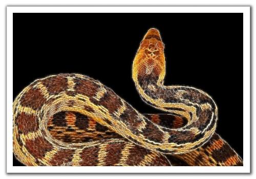 gopher - snake