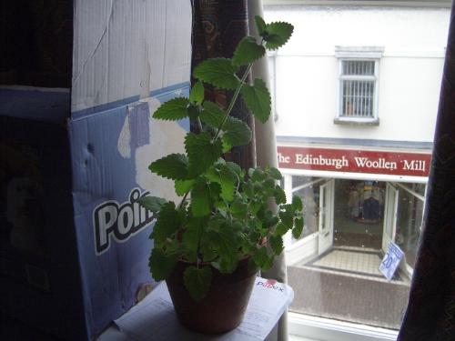 catnip in may. - the cat nip is huge now.